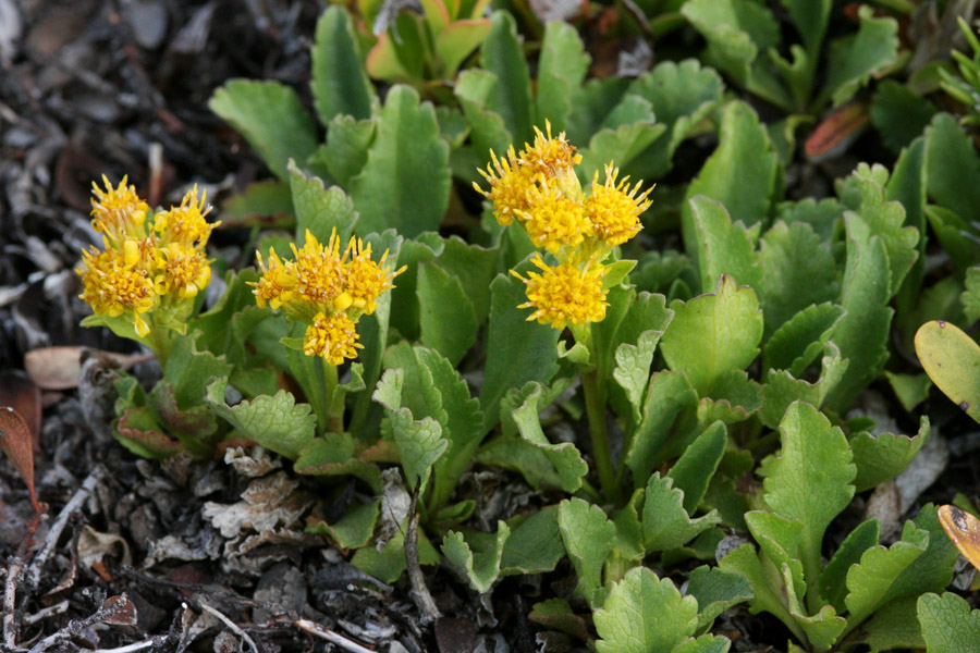 Senecio fremontii var. occidentalis image