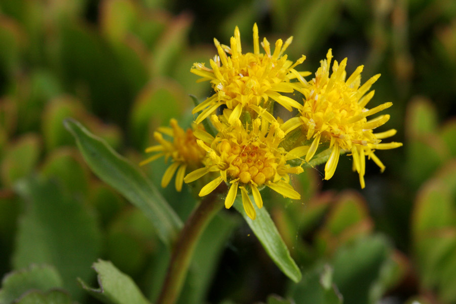 Senecio fremontii var. occidentalis image