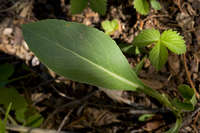 Senecio wootonii image