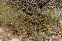 Image of Seymeria scabra