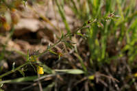 Seymeria scabra image