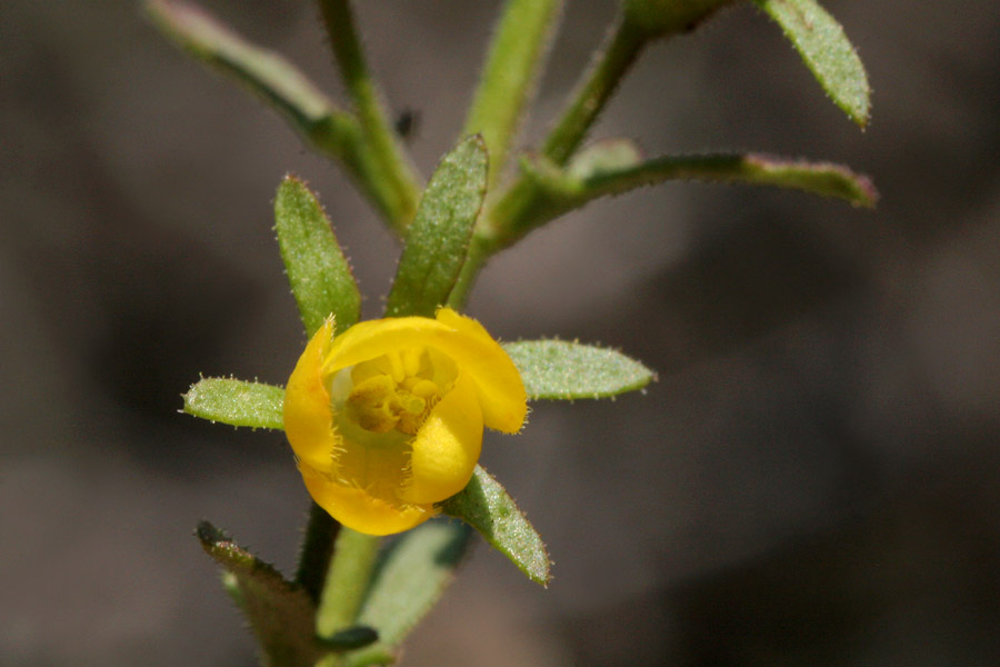 Seymeria scabra image