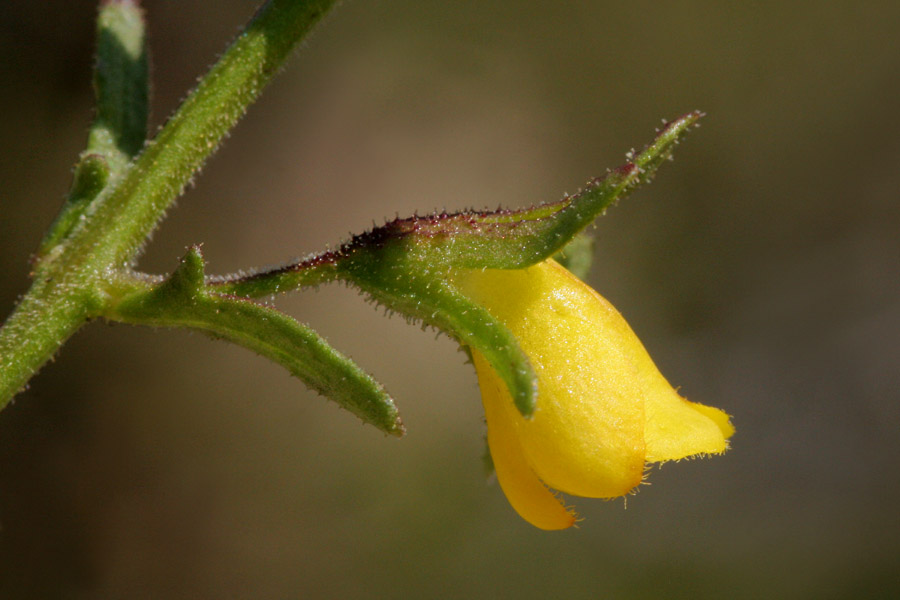 Seymeria scabra image