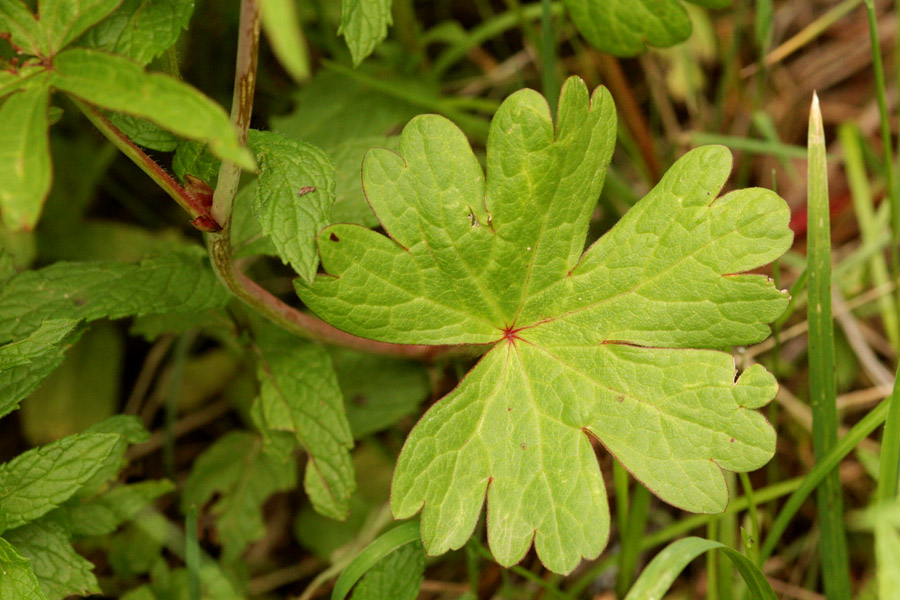 Sidalcea candida image