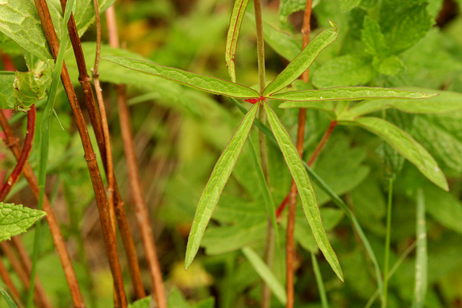 Sidalcea candida image