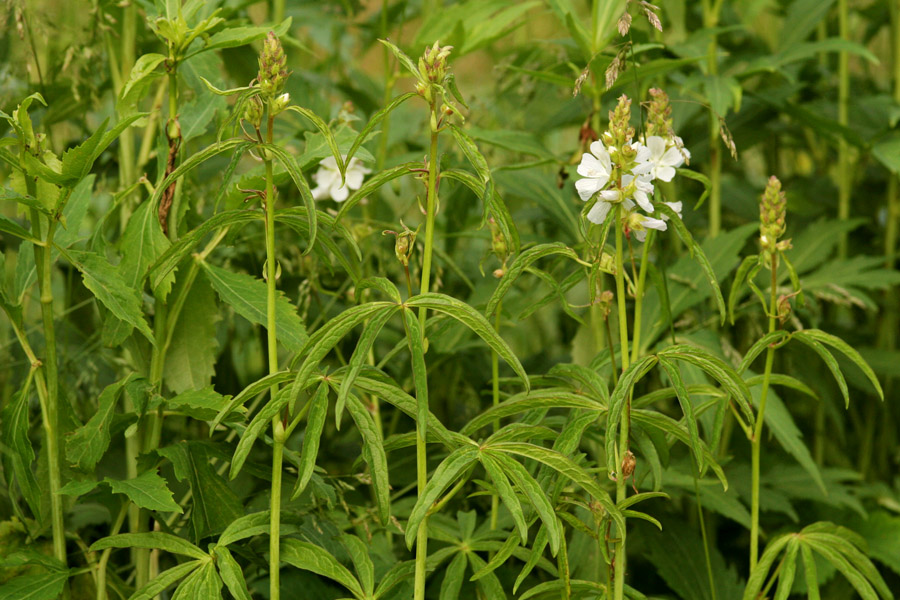 Sidalcea candida image