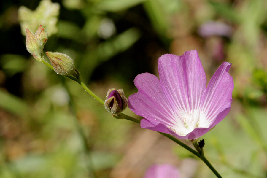 Sidalcea glaucescens image