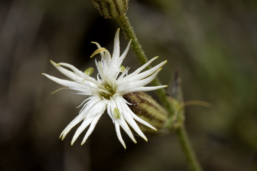 Silene bernardina image