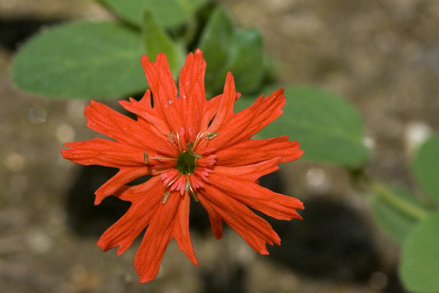 Silene laciniata subsp. californica image