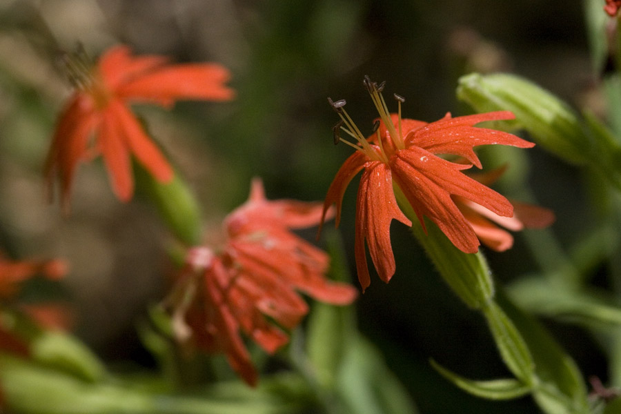 Silene laciniata subsp. californica image