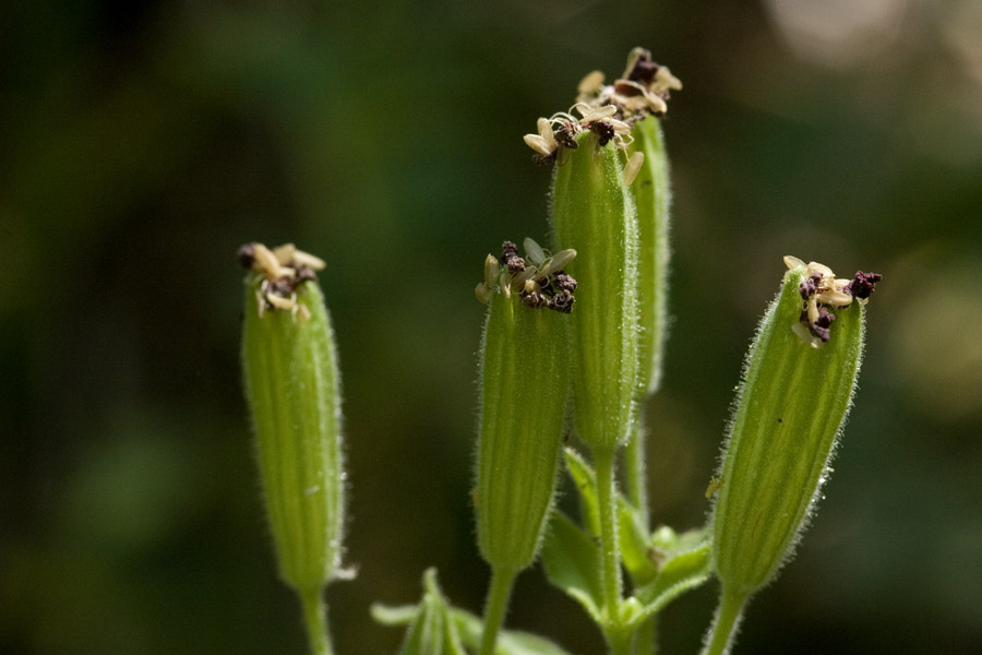 Silene laciniata subsp. californica image