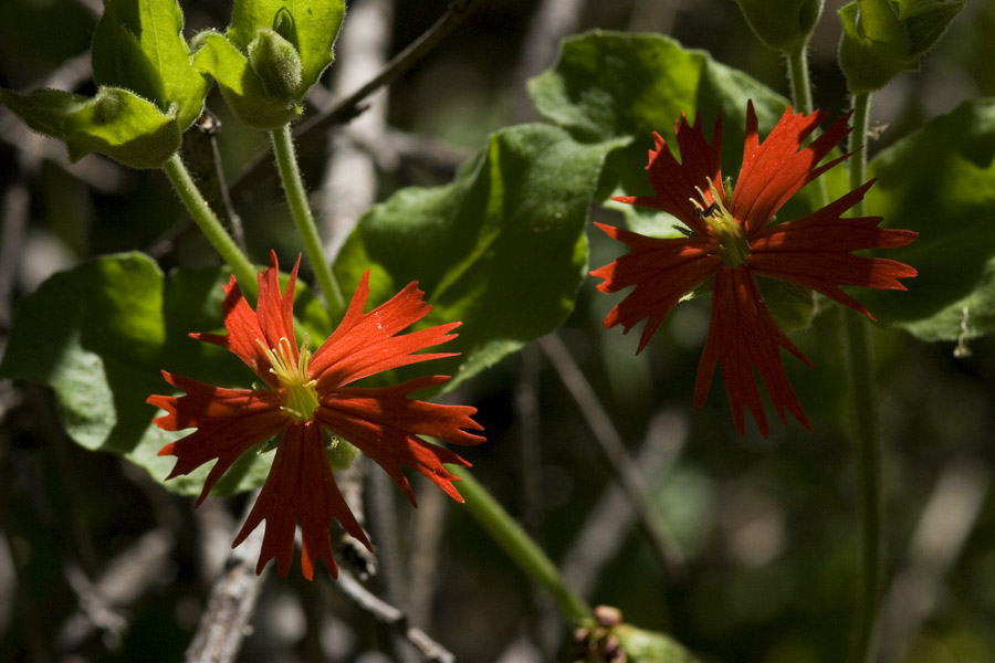 Silene laciniata subsp. californica image