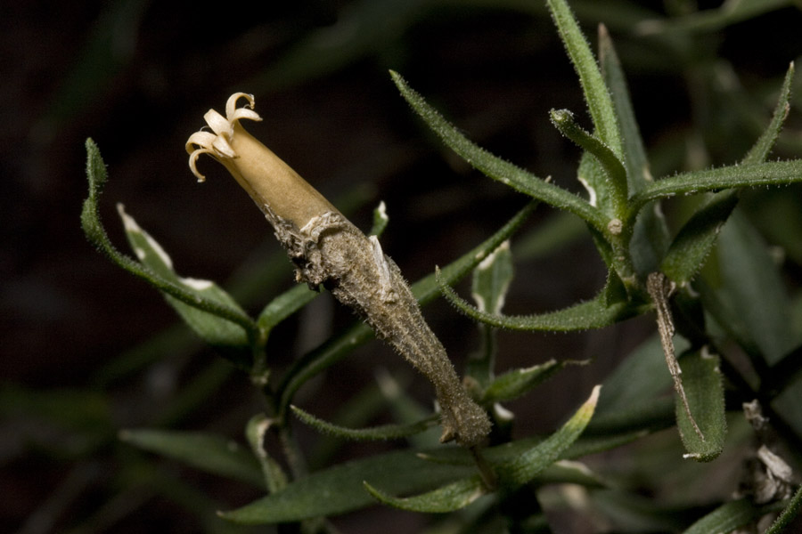 Silene plankii image