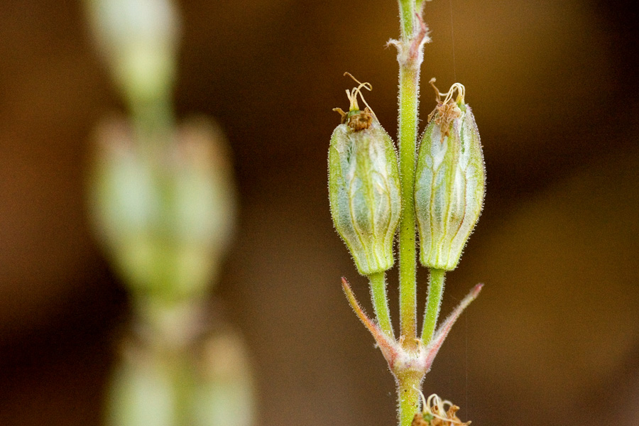 Silene scouleri subsp. pringlei image