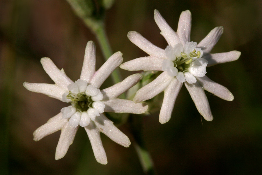 Silene scouleri subsp. pringlei image