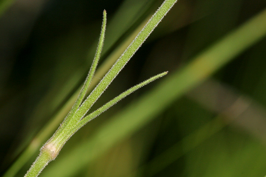 Silene scouleri subsp. pringlei image