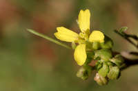 Sisymbrium altissimum image