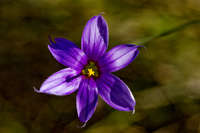 Sisyrinchium demissum image