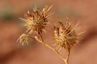 Solanum rostratum image