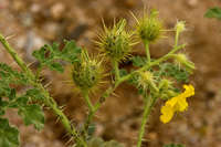 Solanum rostratum image