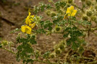 Solanum rostratum image