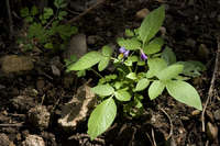 Solanum stoloniferum image