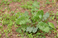 Sonchus oleraceus image