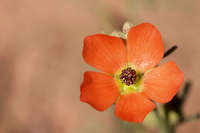 Sphaeralcea digitata image