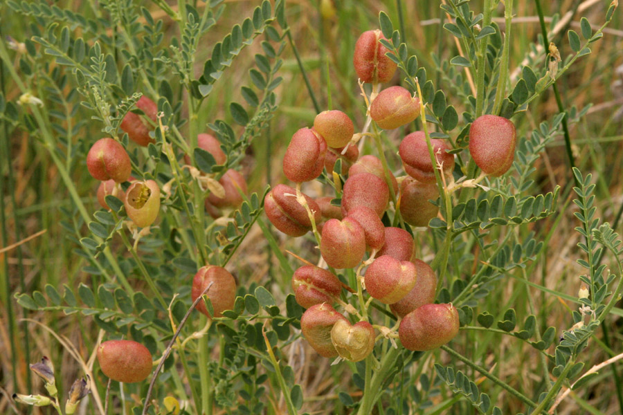 Sphaerophysa image