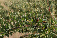 Stegnosperma halimifolium image