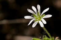 Image of Stellaria cuspidata