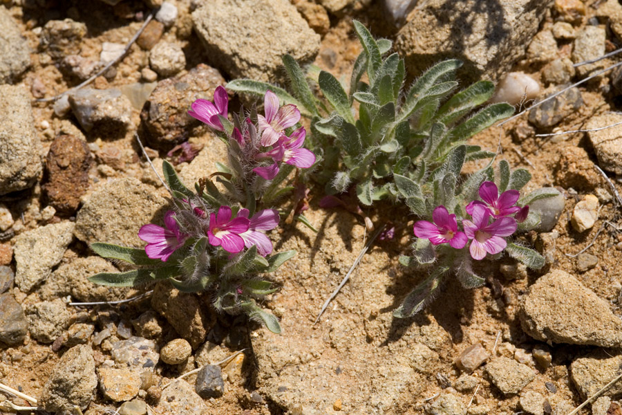 Stenandrium barbatum image