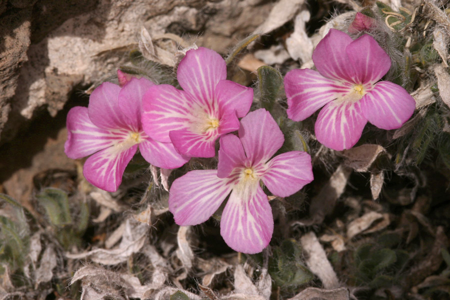 Stenandrium barbatum image