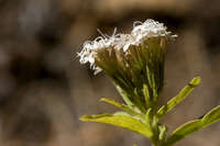 Stevia serrata image