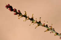 Image of Stillingia linearifolia