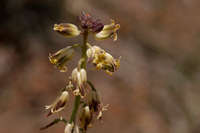 Streptanthella longirostris image