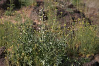 Streptanthus carinatus image