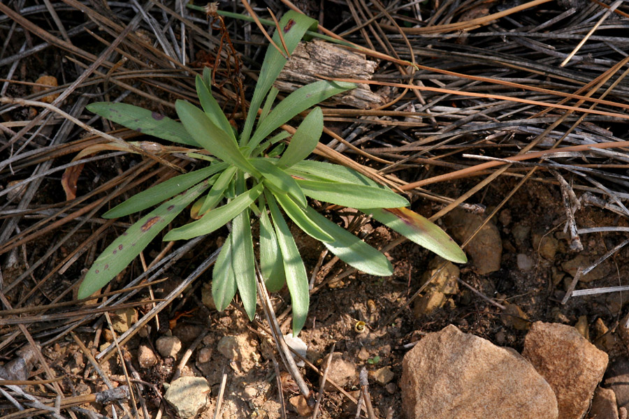 Symphyotrichum porteri image