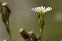 Symphyotrichum subulatum image