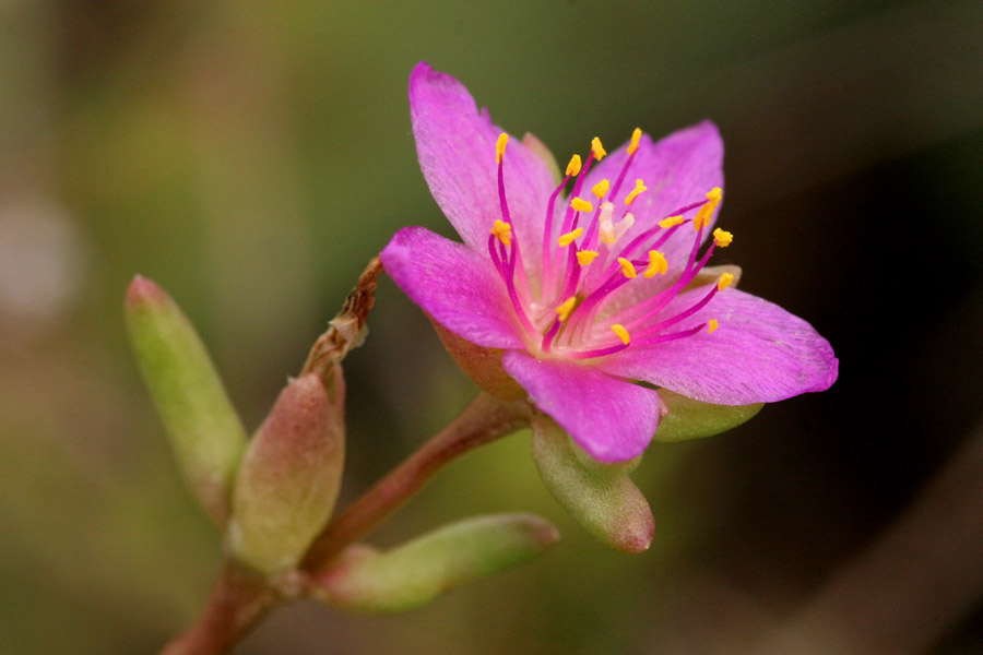 Anacampserotaceae image