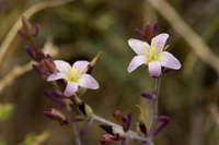 Talinopsis frutescens image
