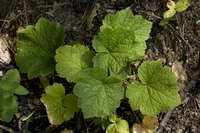 Tellima grandiflora image