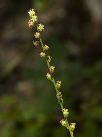 Tellima grandiflora image