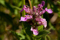 Teucrium canadense image