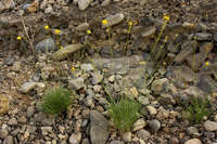 Thelesperma longipes image