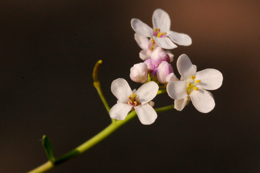 Thelypodiopsis vaseyi image