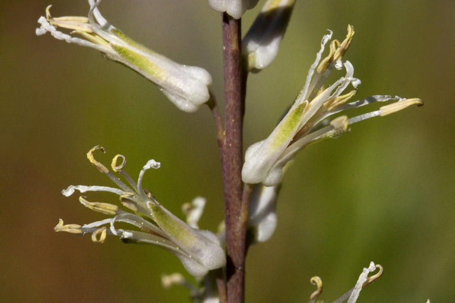 Thelypodium crispum image