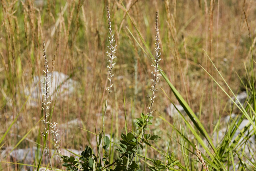 Thelypodium crispum image