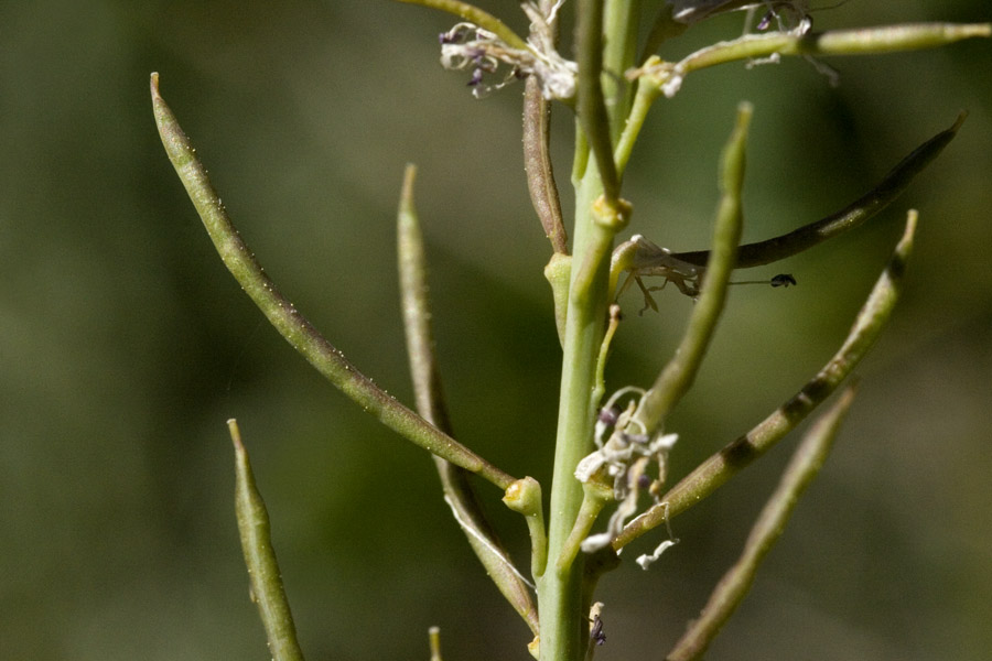 Thelypodium crispum image