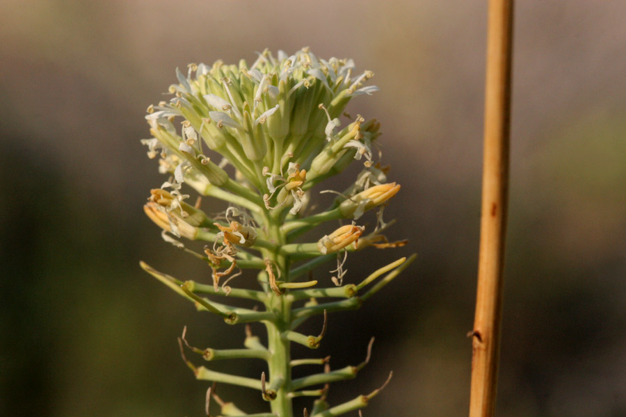 Thelypodium integrifolium image